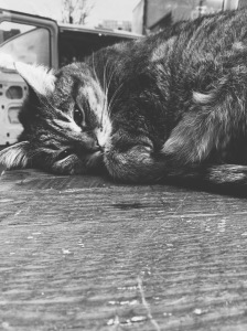 Processed with VSCOcam with x1 preset